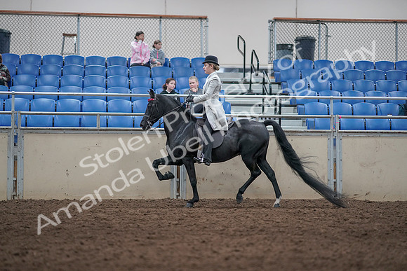 2019 Morgan Horse Show - Aug 31, 2019 - 09348