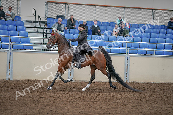 2020 - AB Morgan Horse - Fri, Sept 04 - 09550