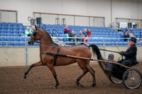2019 Morgan Horse Show - Aug 30, 2019 - 13031