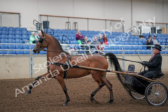 2019 Morgan Horse Show - Aug 30, 2019 - 13031