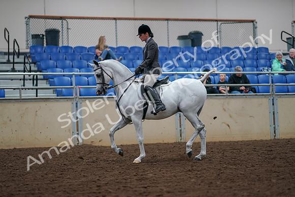 2019 Morgan Horse Show - Aug 30, 2019 - 17275