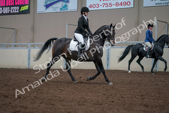 2019 Morgan Horse Show - Aug 30, 2019 - 18479