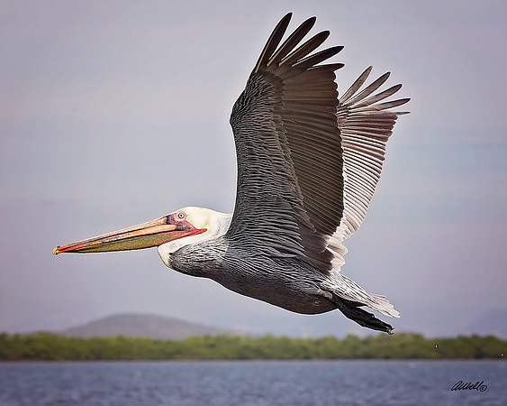 Birds - 175