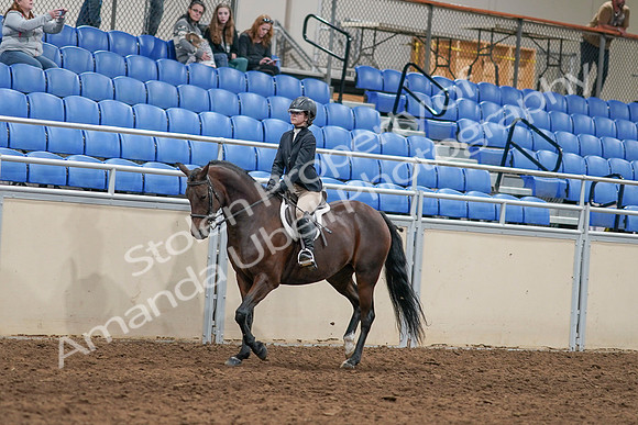 2020 - AB Morgan Horse - Sat, Sept 05 - 14390