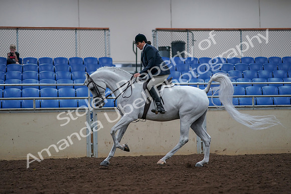 2019 Morgan Horse Show - Aug 30, 2019 - 17509