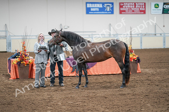 2020 - AB Morgan Horse - Sat, Sept 05 - 00289