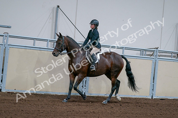 2020 - AB Morgan Horse - Fri, Sept 04 - 01659