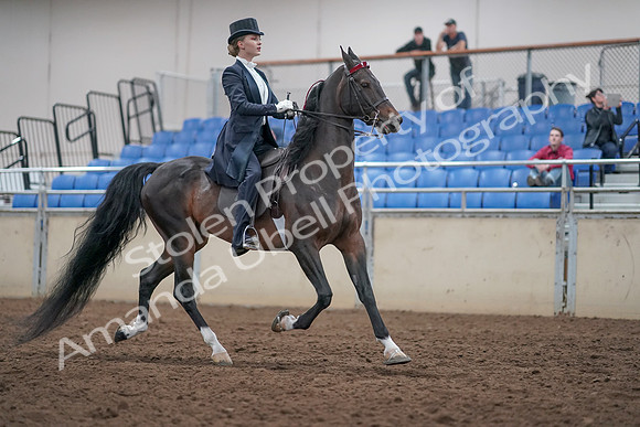2019 Morgan Horse Show - Aug 31, 2019 - 20699