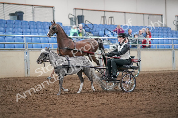 2019 Morgan Horse Show - Aug 30, 2019 - 13264
