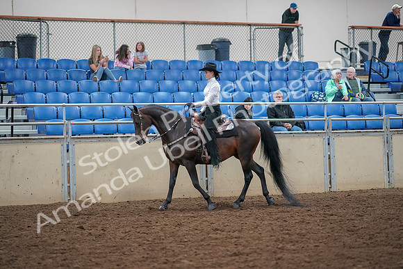 2019 Morgan Horse Show - Aug 30, 2019 - 16753