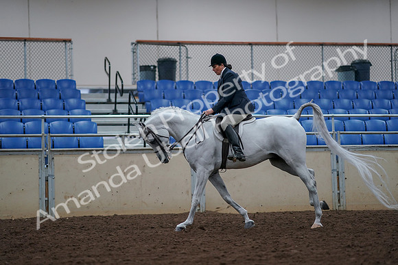 2019 Morgan Horse Show - Aug 30, 2019 - 17503
