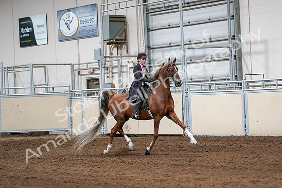2020 - AB Morgan Horse - Sat, Sept 05 - 06428