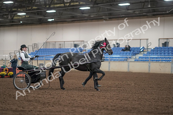2019 Morgan Horse Show - Aug 31, 2019 - 04814