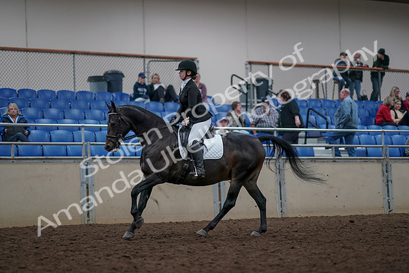 2019 Morgan Horse Show - Aug 31, 2019 - 16656