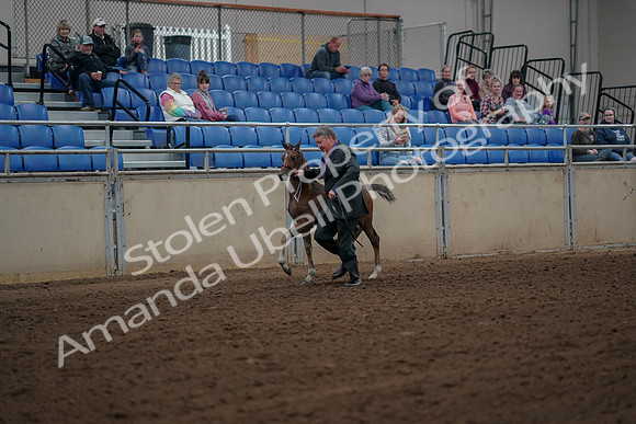 2019 Morgan Horse Show - Aug 30, 2019 - 24772