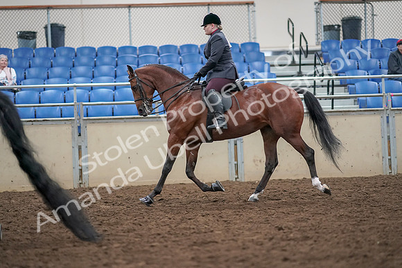 2019 Morgan Horse Show - Aug 30, 2019 - 20091