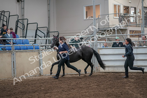 2019 Morgan Horse Show - Aug 31, 2019 - 00899