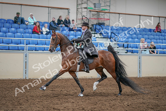 2020 - AB Morgan Horse - Sat, Sept 05 - 12923