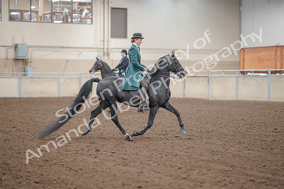 2019 Morgan Horse Show - Aug 30, 2019 - 15627