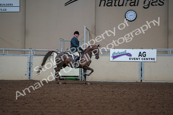 2019 Morgan Horse Show - Aug 30, 2019 - 17652