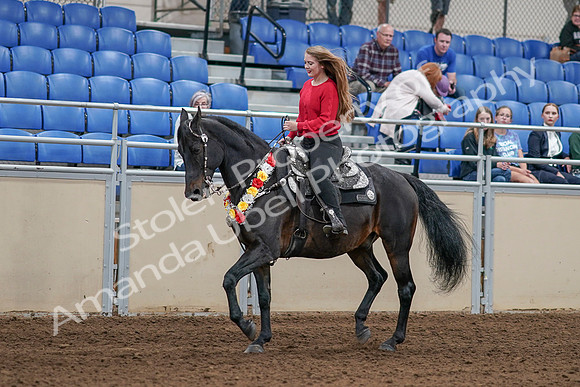2020 - AB Morgan Horse - Sat, Sept 05 - 10423