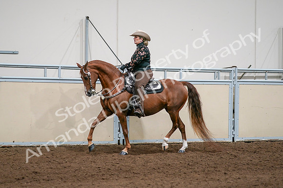 2020 - AB Morgan Horse - Fri, Sept 04 - 08432