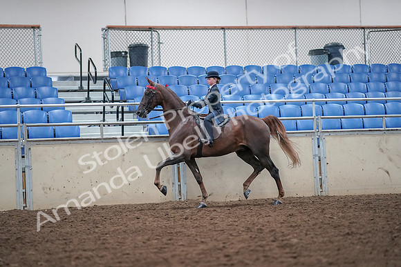 2019 Morgan Horse Show - Aug 30, 2019 - 17830
