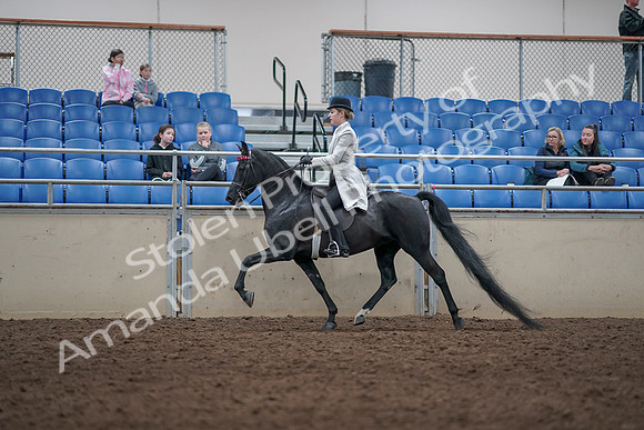 2019 Morgan Horse Show - Aug 31, 2019 - 09343