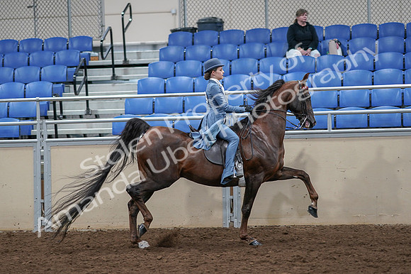 2020 - AB Morgan Horse - Fri, Sept 04 - 05212