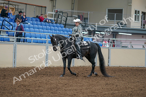 2020 - AB Morgan Horse - Fri, Sept 04 - 03507
