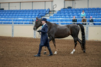 2020 - AB Morgan Horse - Fri, Sept 04 - 00873