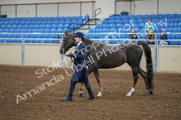 2020 - AB Morgan Horse - Fri, Sept 04 - 00873