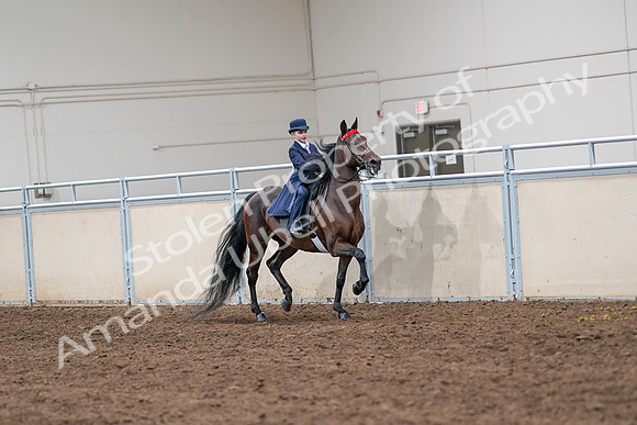 2020 - AB Morgan Horse - Sat, Sept 05 - 04862
