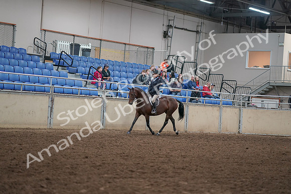 2019 Morgan Horse Show - Aug 30, 2019 - 12652