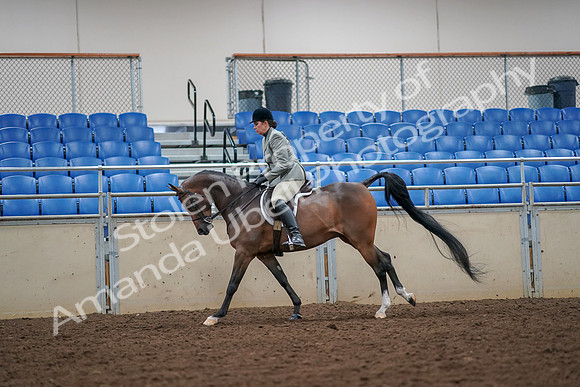 2019 Morgan Horse Show - Aug 30, 2019 - 17472
