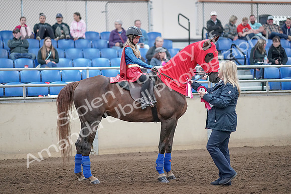 2019 Morgan Horse Show - Aug 31, 2019 - 10182