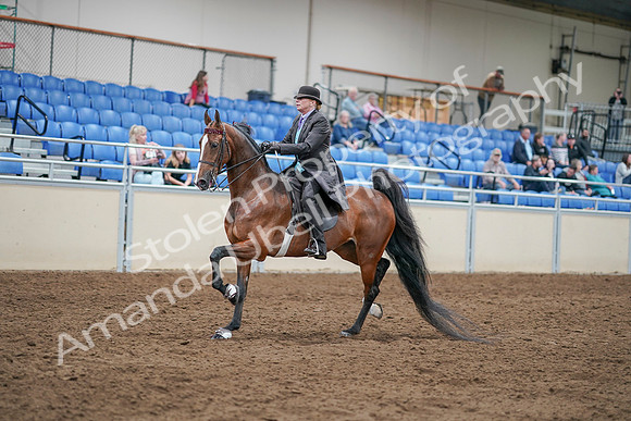 2020 - AB Morgan Horse - Sat, Sept 05 - 12920