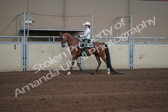 2019 Morgan Horse Show - Sept 01, 2019 - 06933