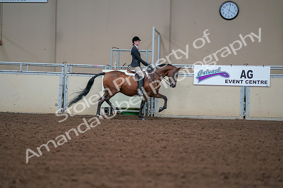 2019 Morgan Horse Show - Aug 30, 2019 - 20920