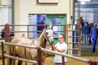 Class 17 - Arabian Sport Horse Mares In-Hand ATH