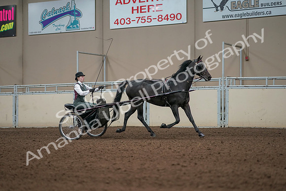 2019 Morgan Horse Show - Aug 31, 2019 - 04733
