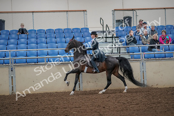 2019 Morgan Horse Show - Aug 30, 2019 - 25189