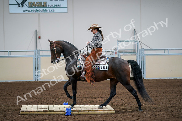 2020 - AB Morgan Horse - Fri, Sept 04 - 00068