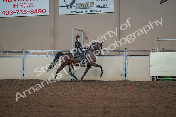 2019 Morgan Horse Show - Aug 30, 2019 - 28111