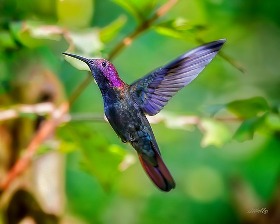 Jamaica - 074