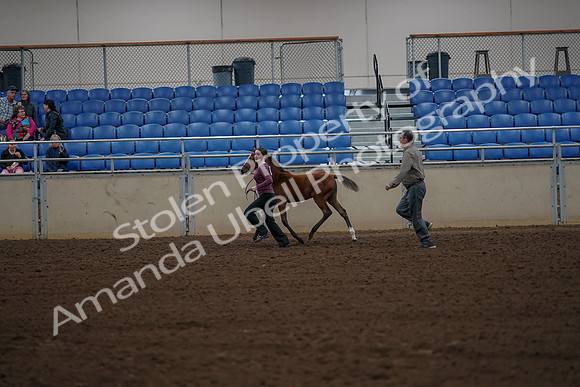 2019 Morgan Horse Show - Aug 30, 2019 - 24830