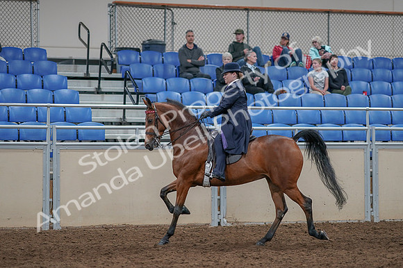 2020 - AB Morgan Horse - Fri, Sept 04 - 11235