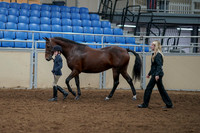 2020 - AB Morgan Horse - Fri, Sept 04 - 00992