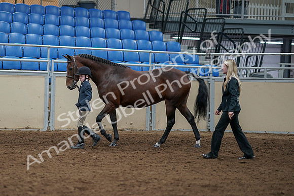 2020 - AB Morgan Horse - Fri, Sept 04 - 00992