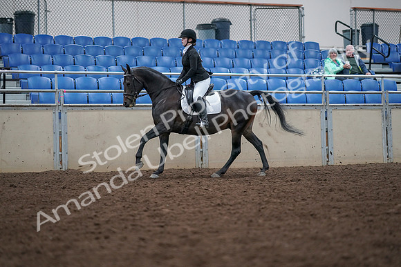 2019 Morgan Horse Show - Aug 30, 2019 - 18433